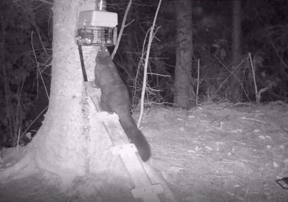 A possum approaches a trap.  