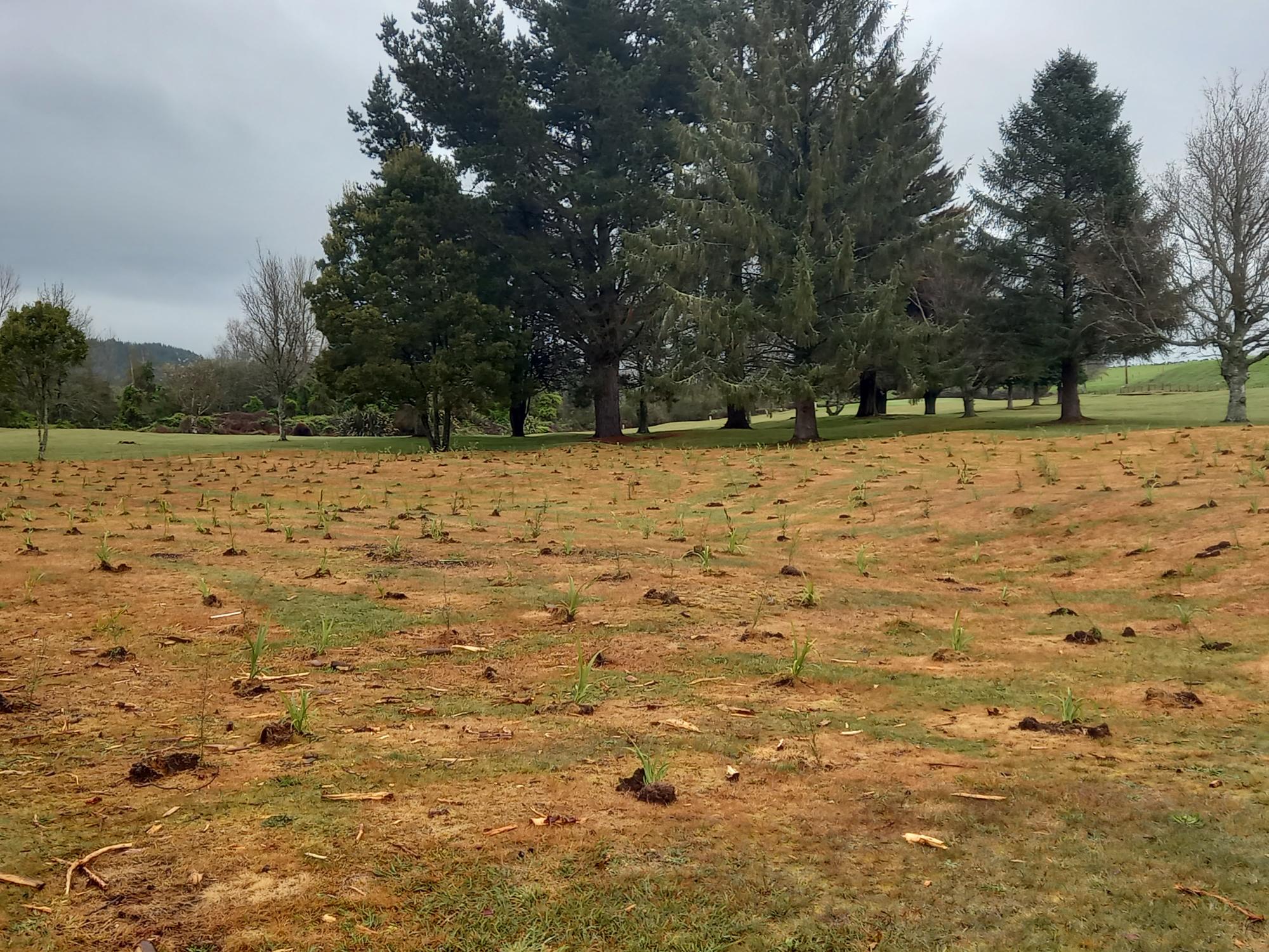 New native trees planted near the Mangakino Golf Club.  