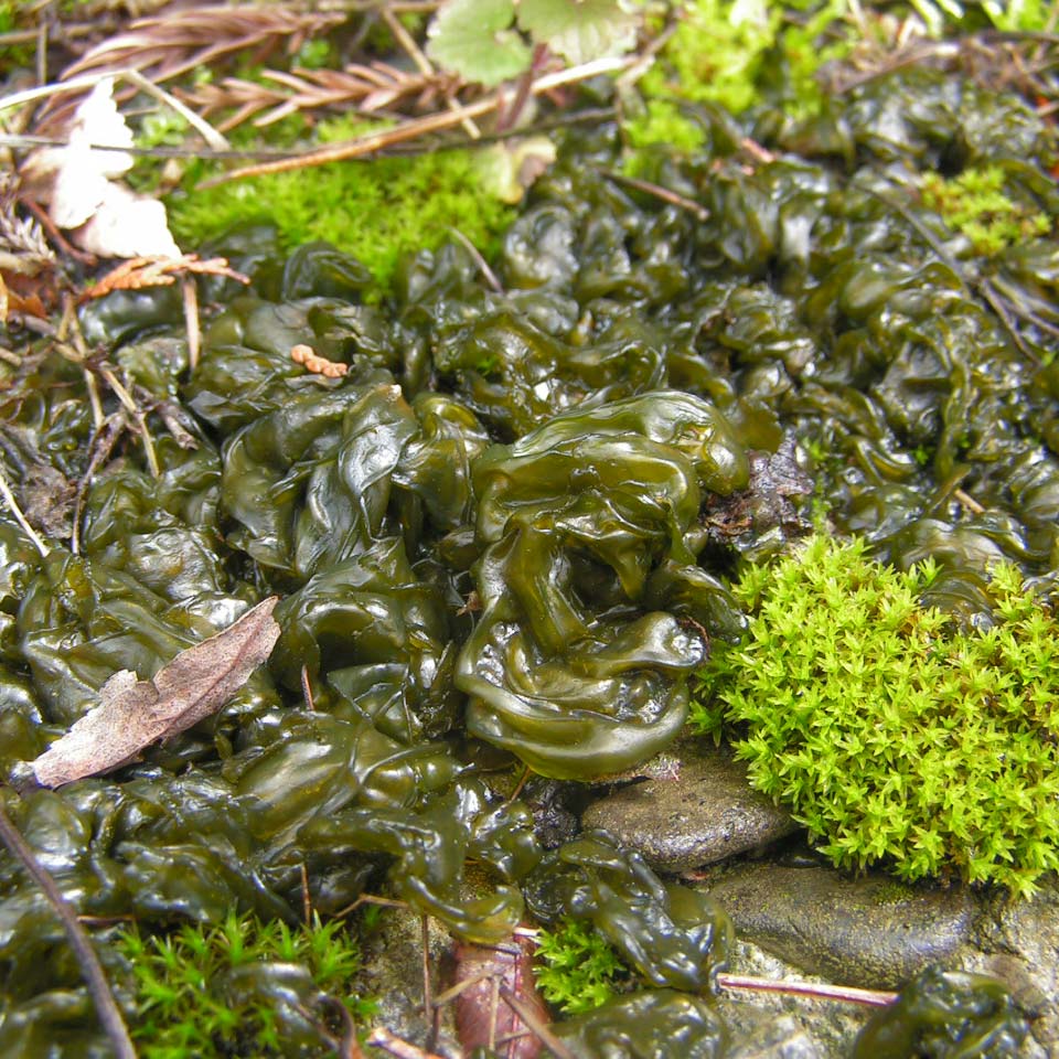 Nostoc algae.  