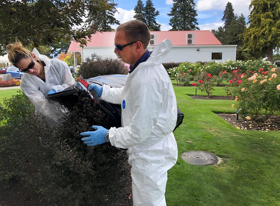 The horticultural team remove a hedge plant affected by myrtle rust alongside the rose garden.  